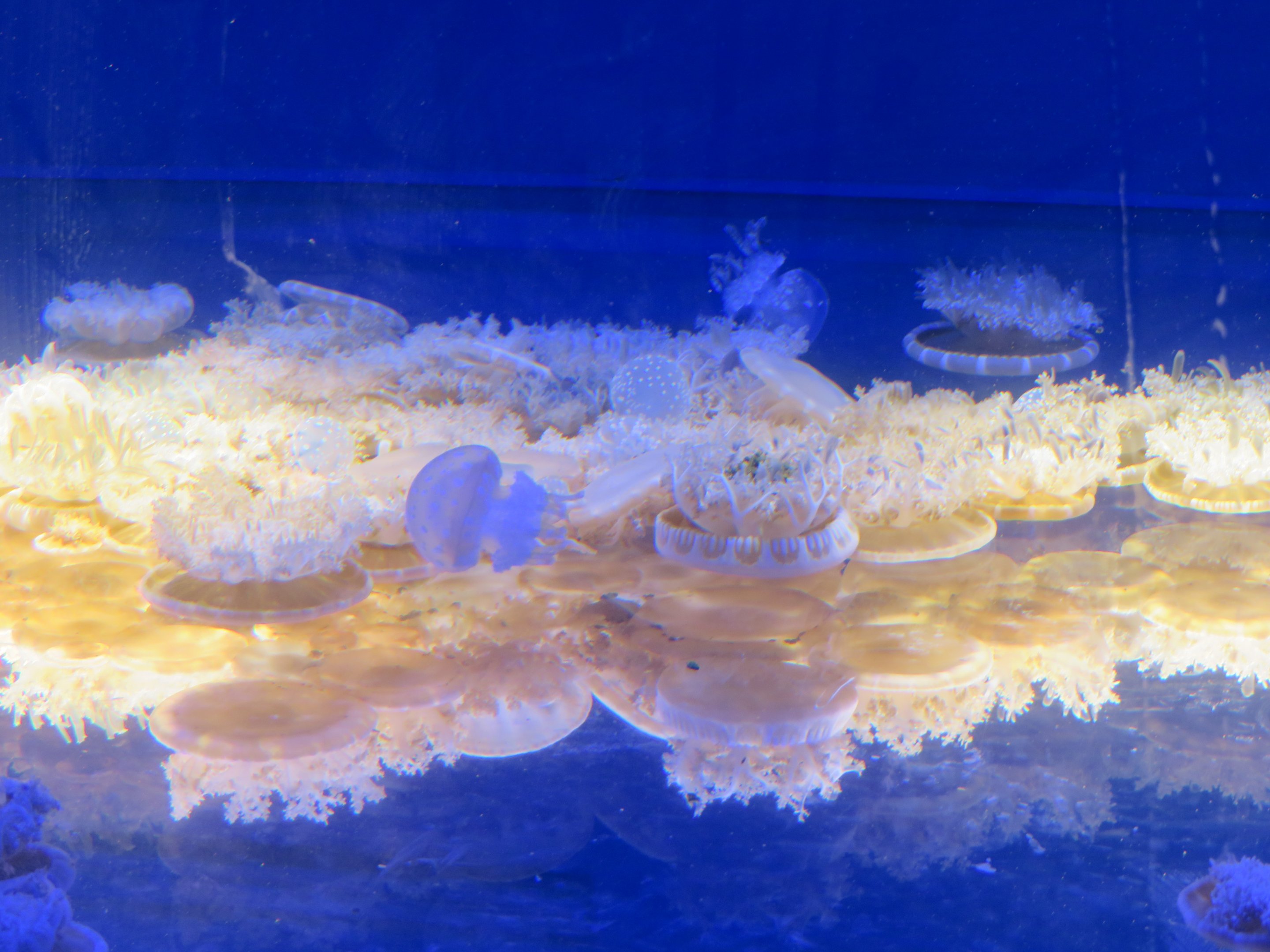 Upside Down Jellyfish