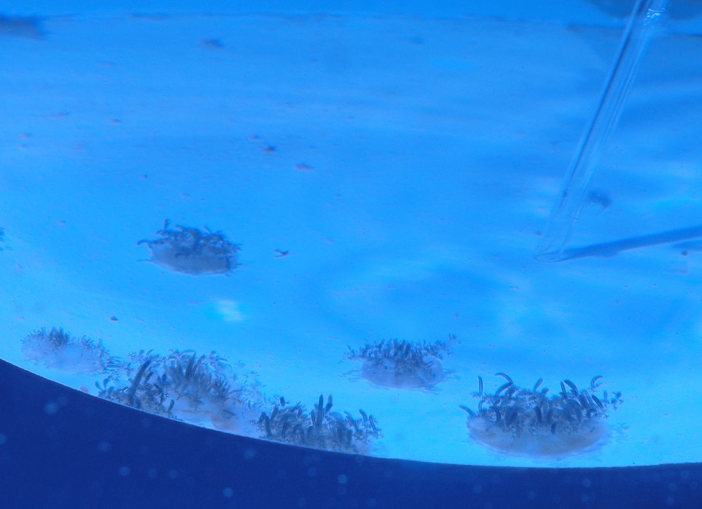 Upside-down jellyfishes (Cassiopea andromeda), 2022-09-14