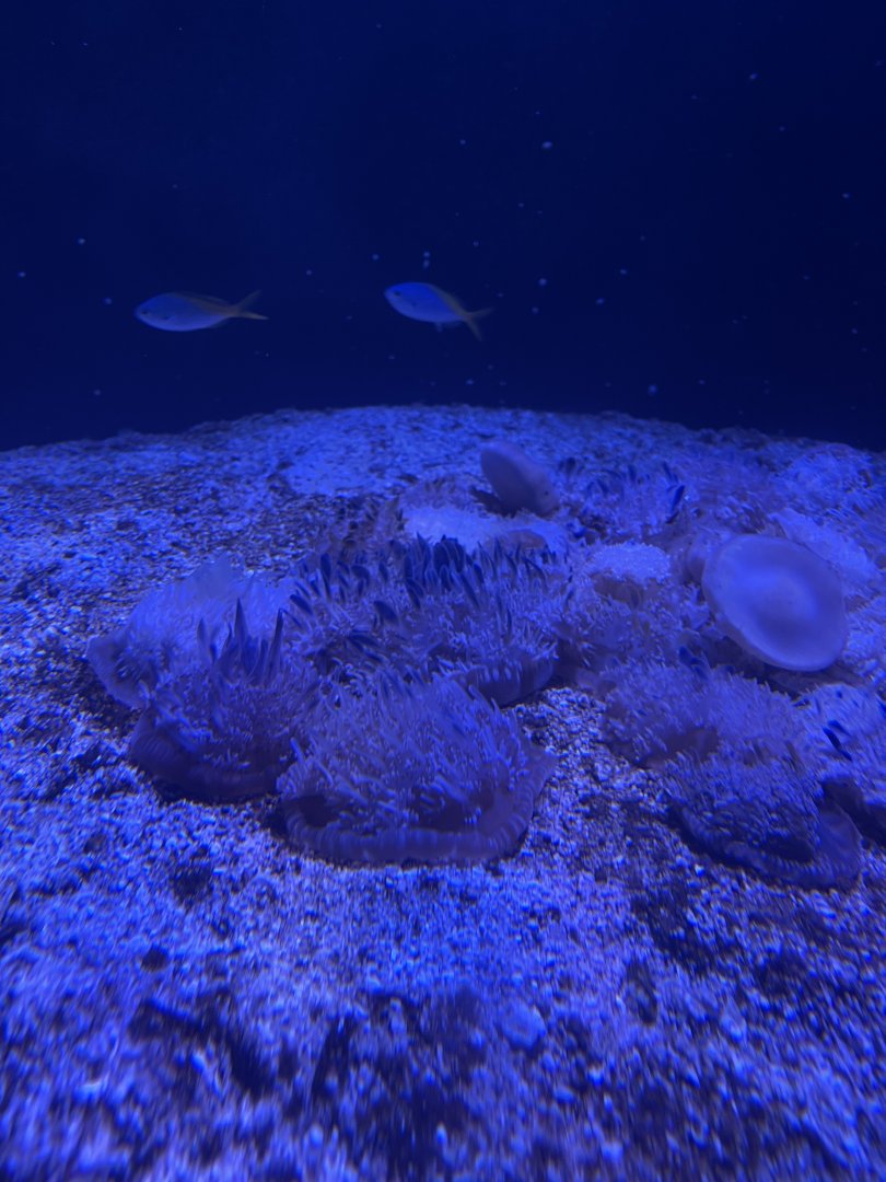 upside-down jellyfishes (cassiopea andromeda)