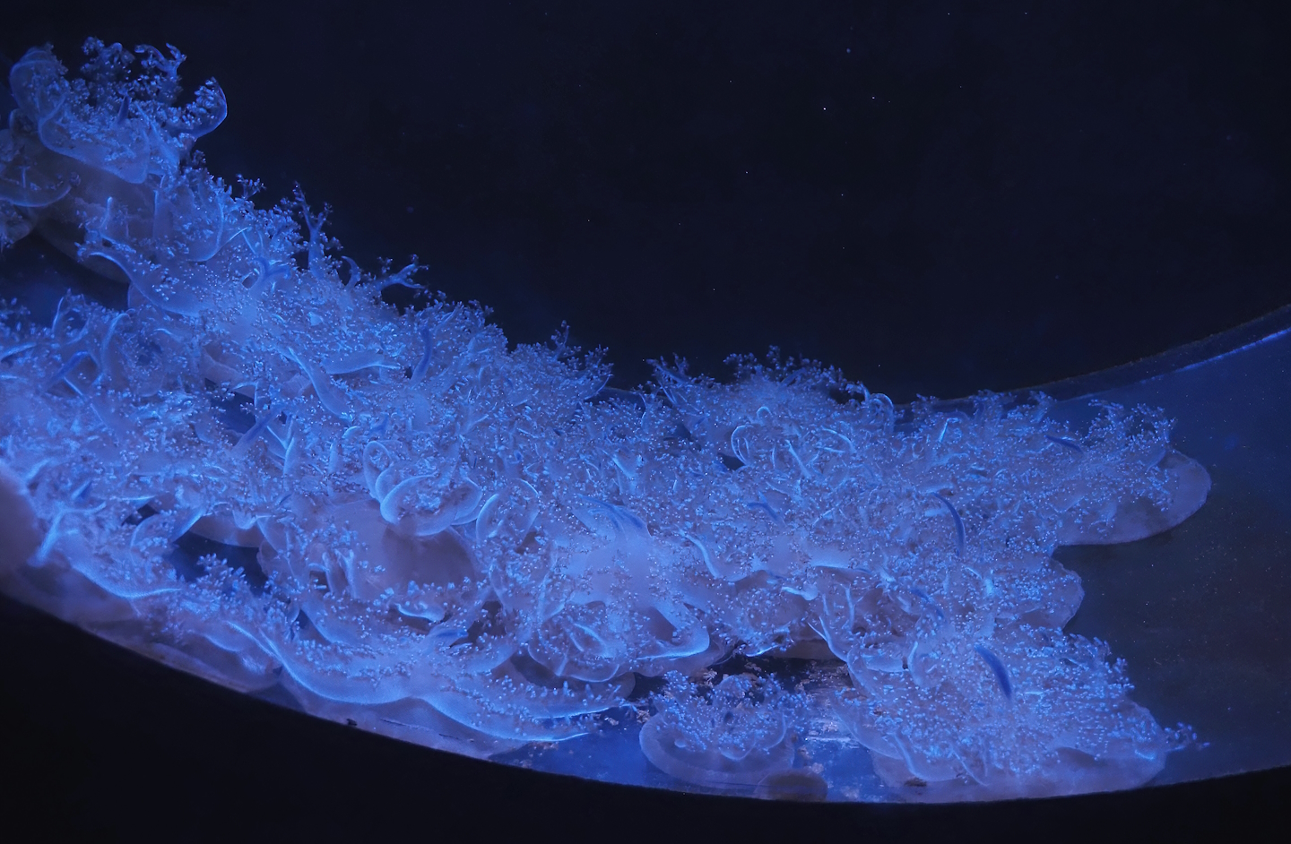 Upside-down jellyfishes (Cassiopea species), 2024-09-17