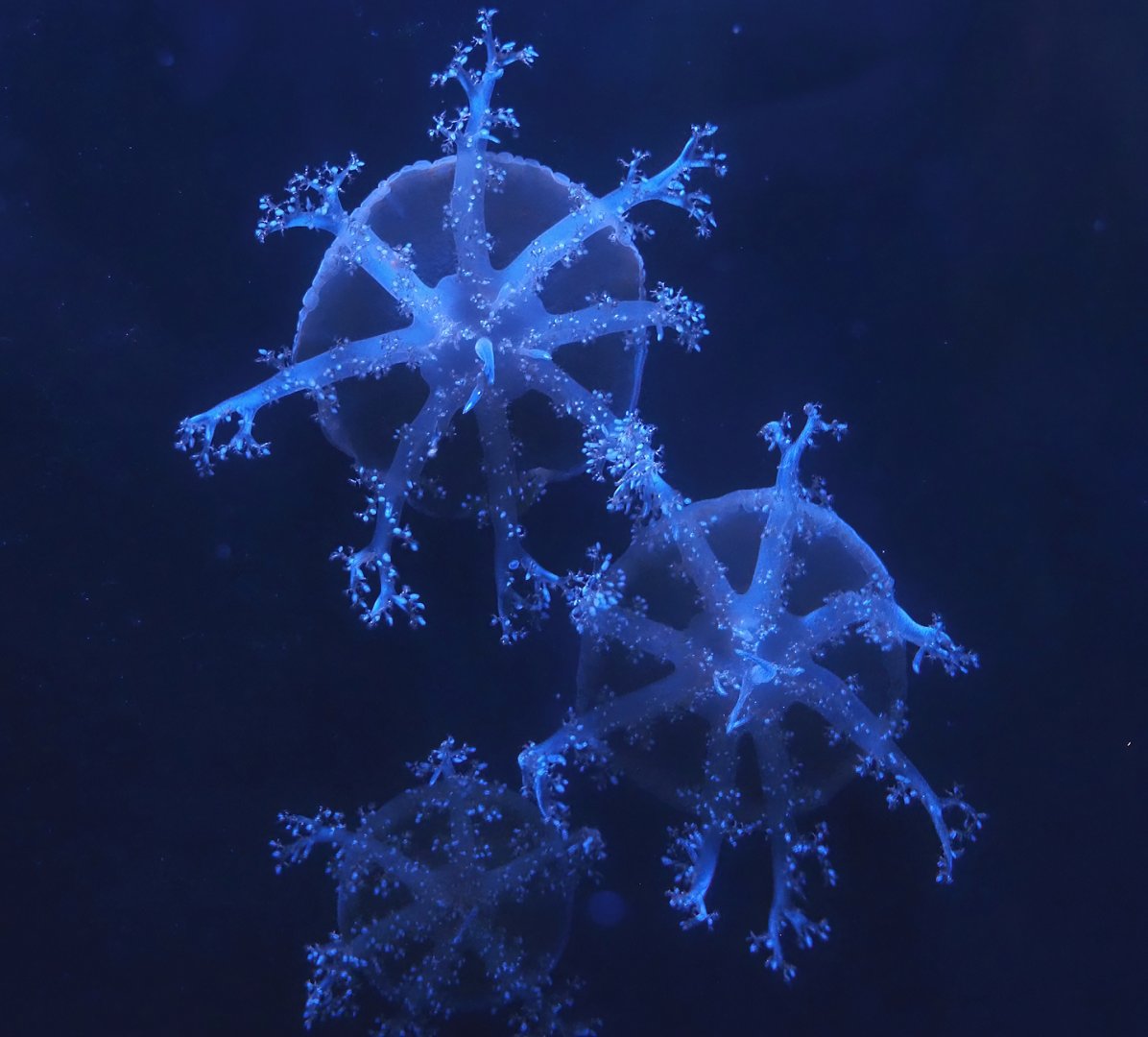 Upside-down jellyfishes (Cassiopea species), 2024-09-17