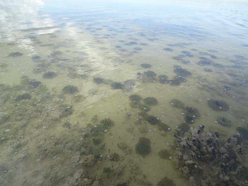Upside-down jellyfishes