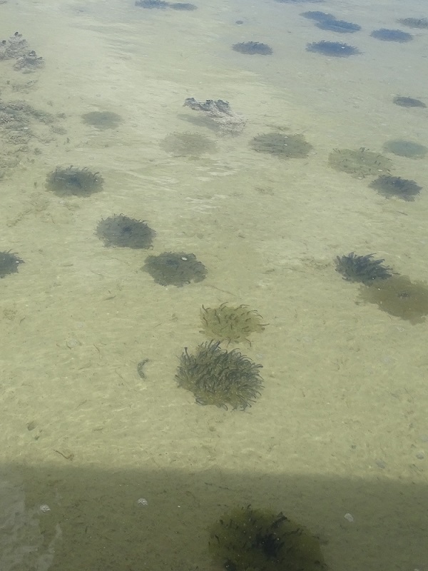 Upside-down jellyfishes