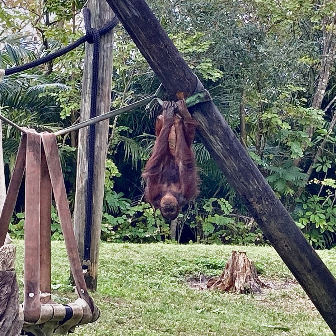 Upside Down Orangutan (she stayed like this for a looong time)