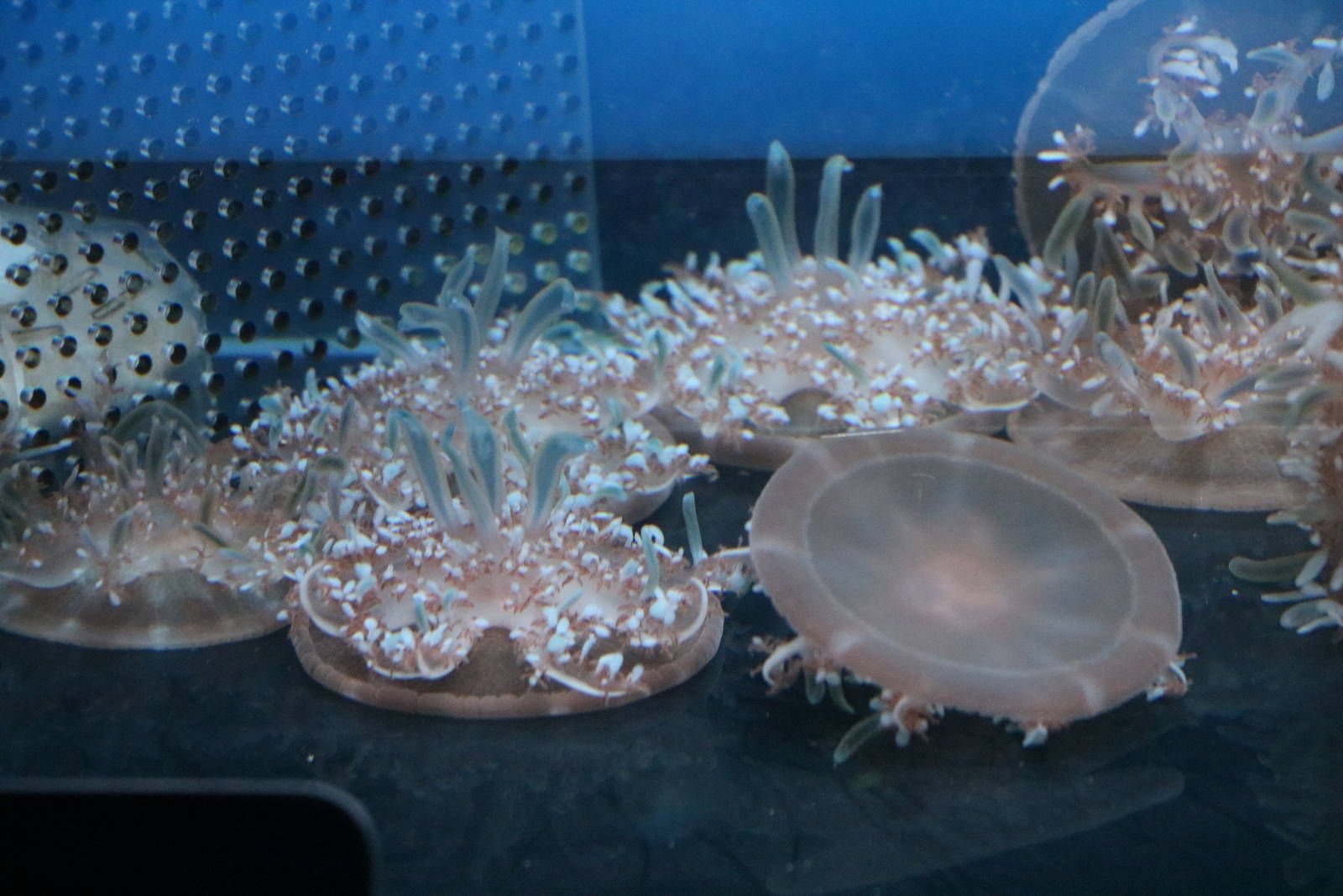 Upside-down/right-side-up jellyfish - Sumida Aquarium, February 2016