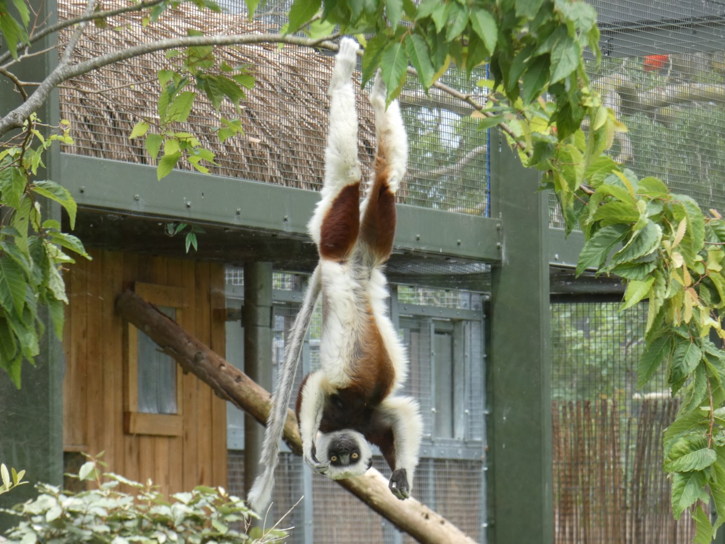 Upside-down sifaka