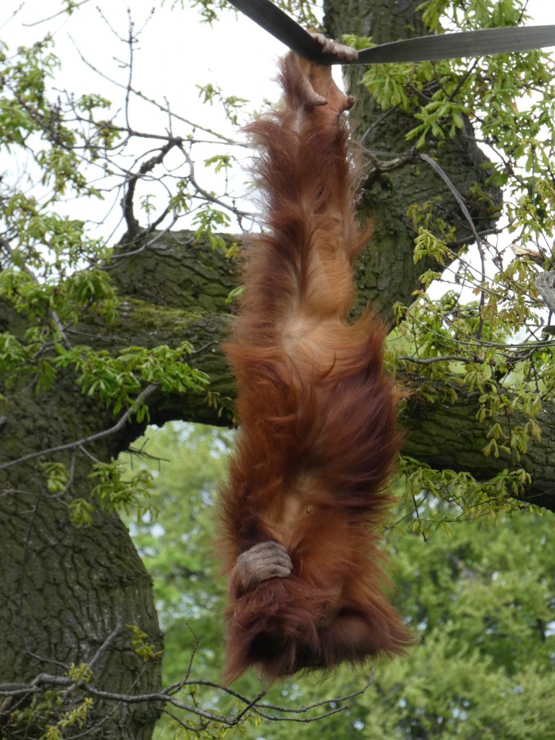 Upside-down Sumatran Orang-utan