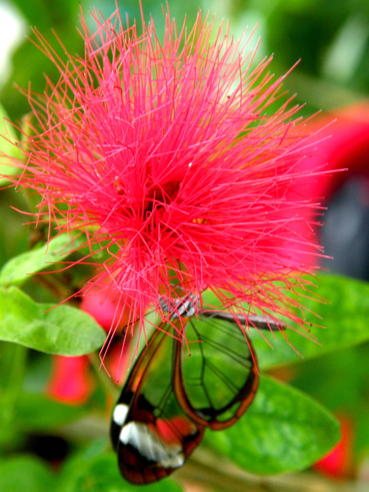 Upsidedown Glasswing - Chester Zoo