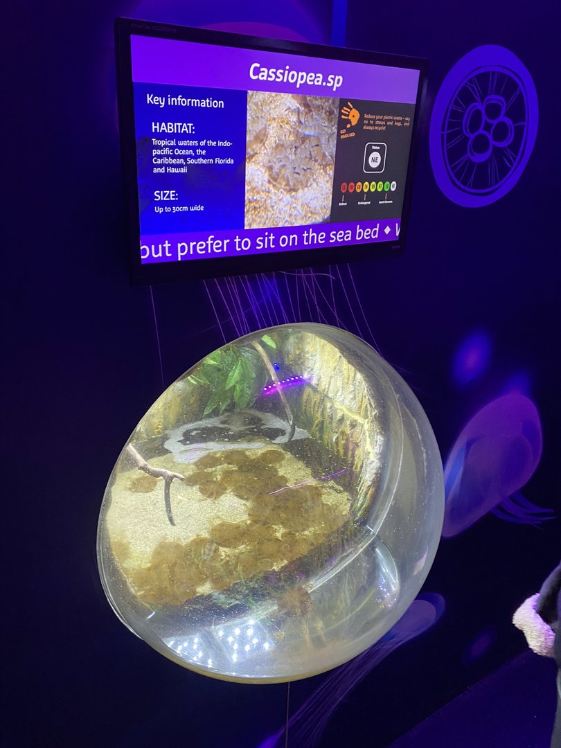 Upsidedown jellyfish exhibit 070123