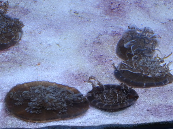 Upsidedown jellyfishes