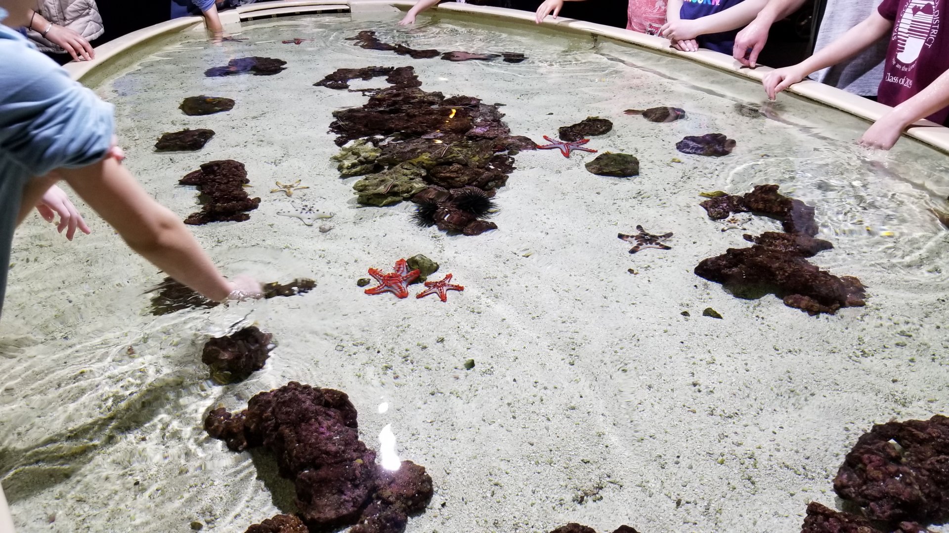Upstairs touch tank, stars and urchins