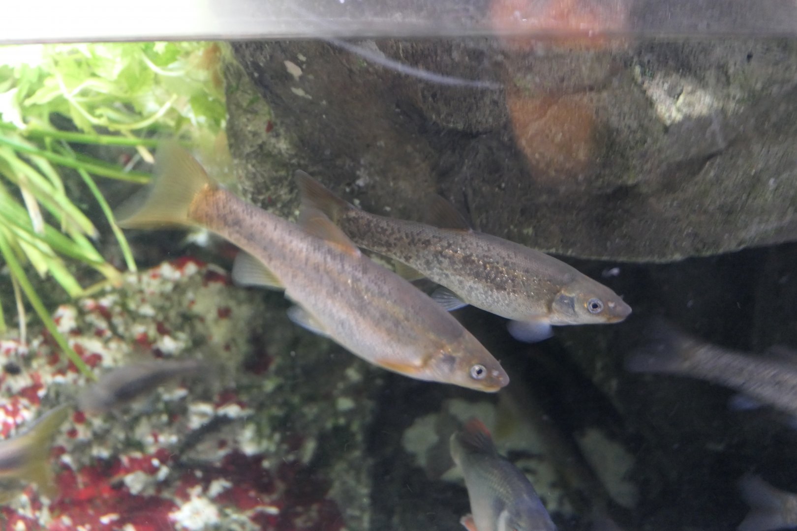 Upstream Fat-minnow (Rhynchocypris oxycephala jouyi)