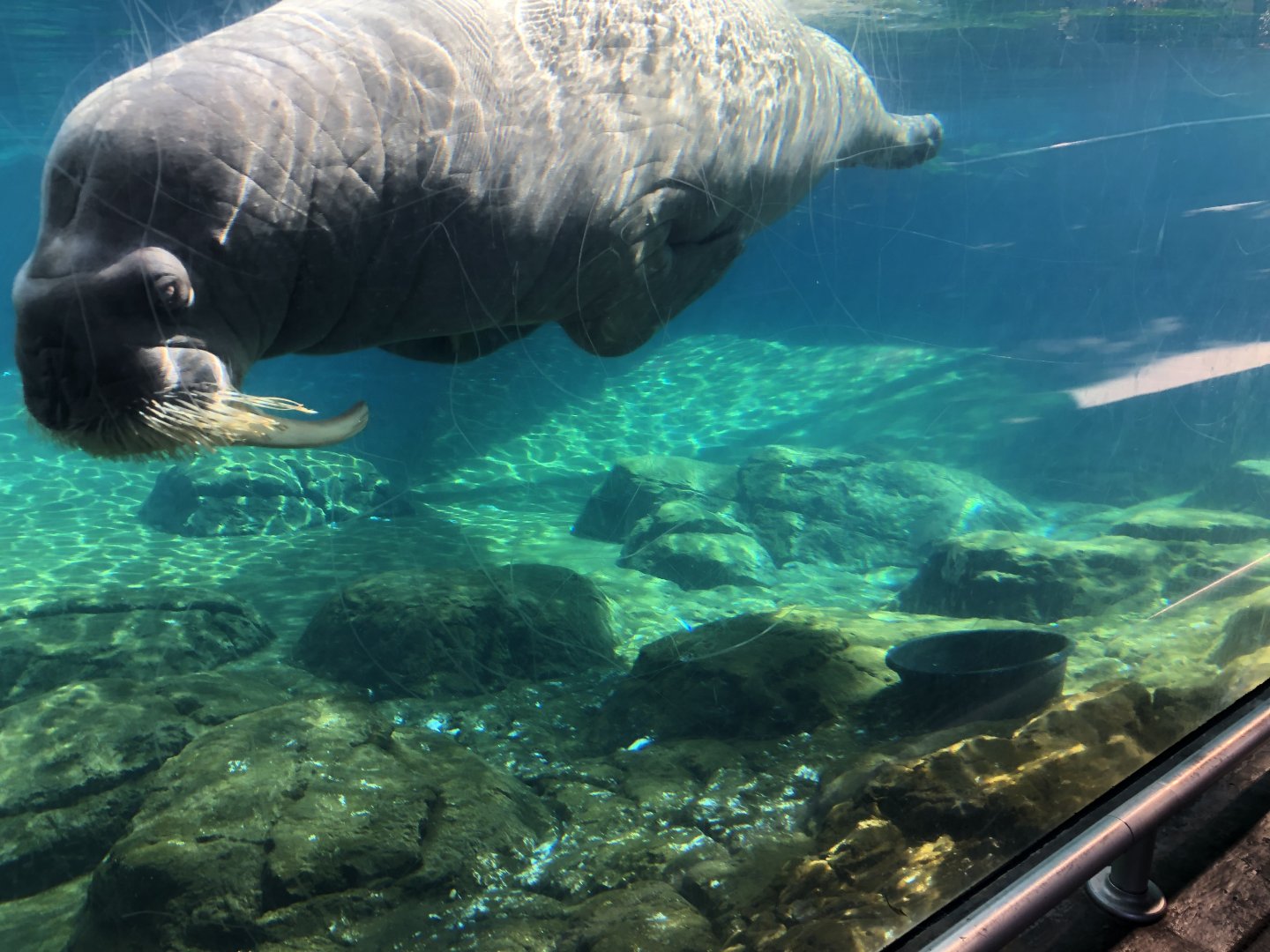 Uquq, Pacific walrus