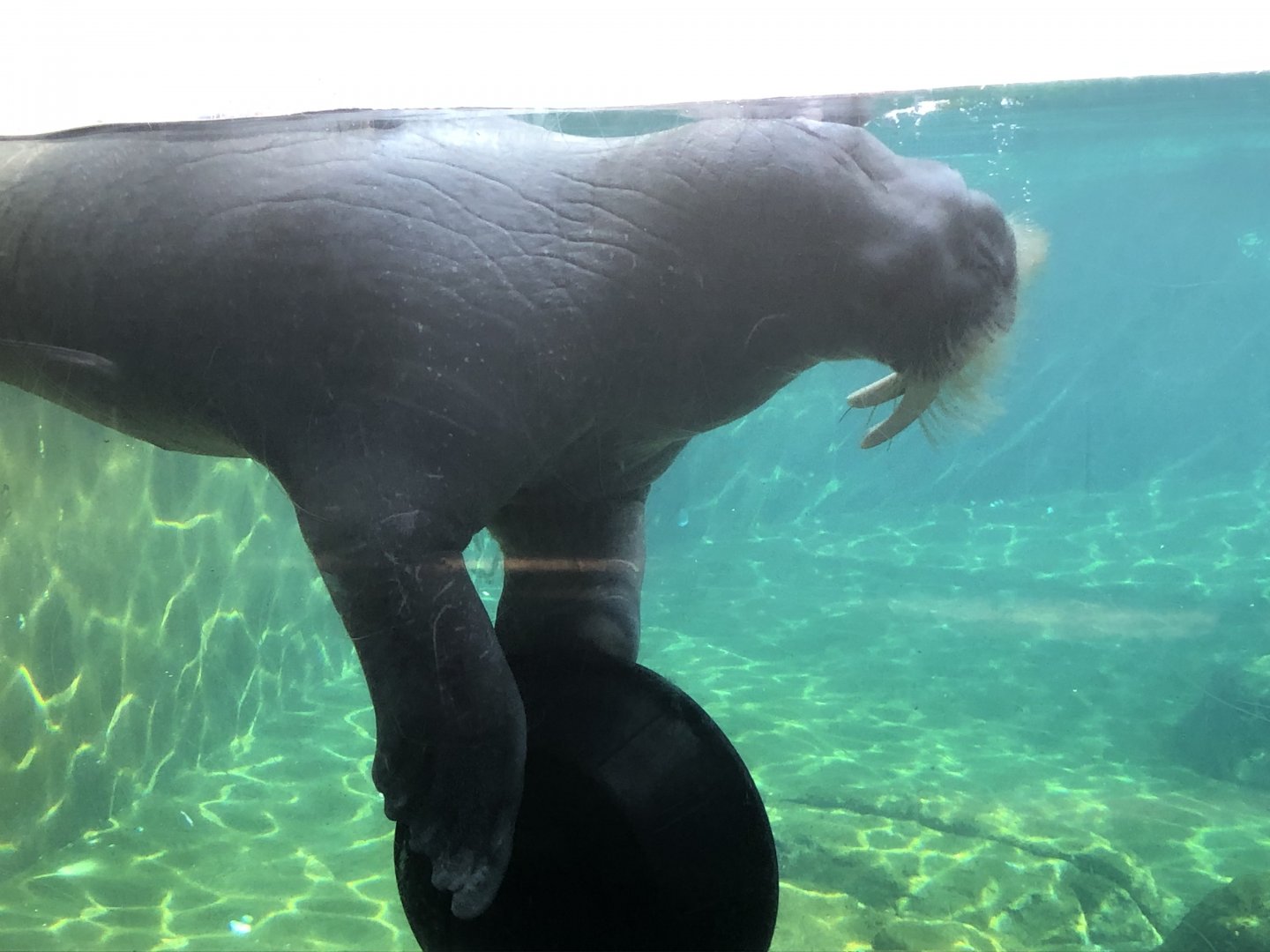 Uquq, Pacific walrus