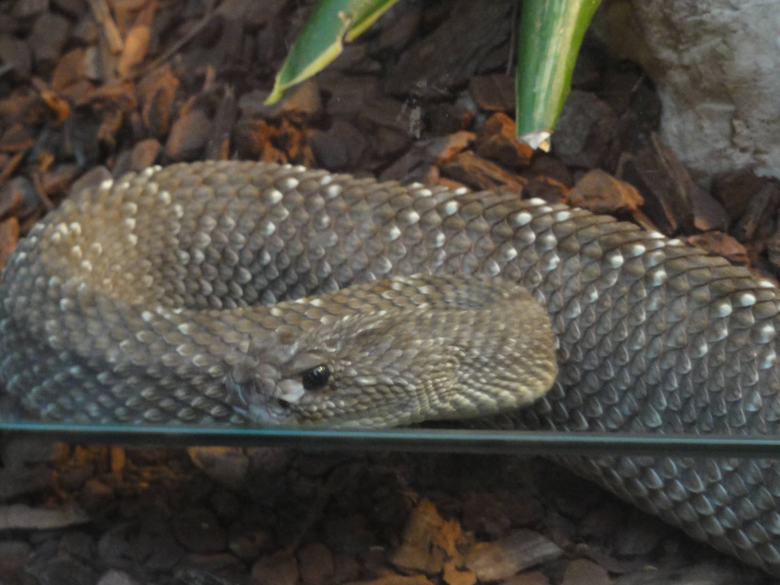 Uracoan diamondback rattlesnake
