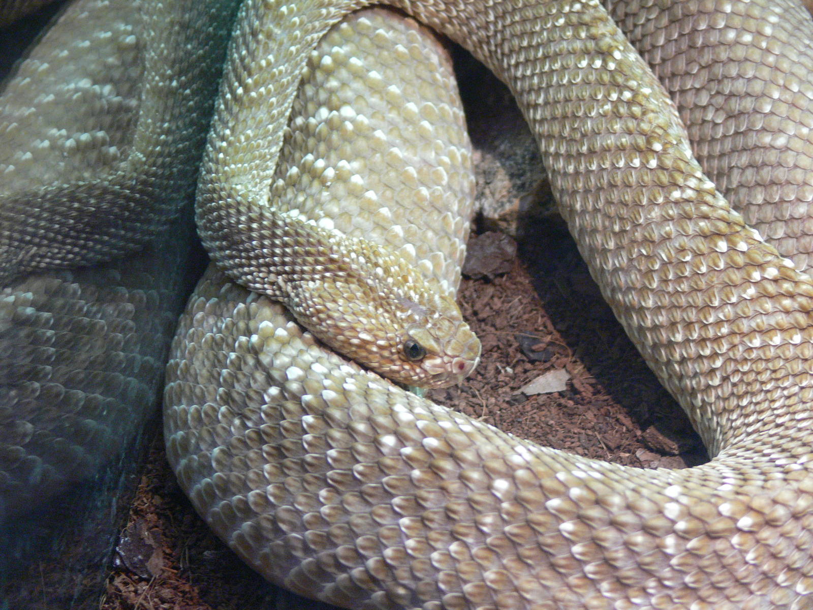 Uracoan Rattlesnake at Terra Natura, 03/08/14