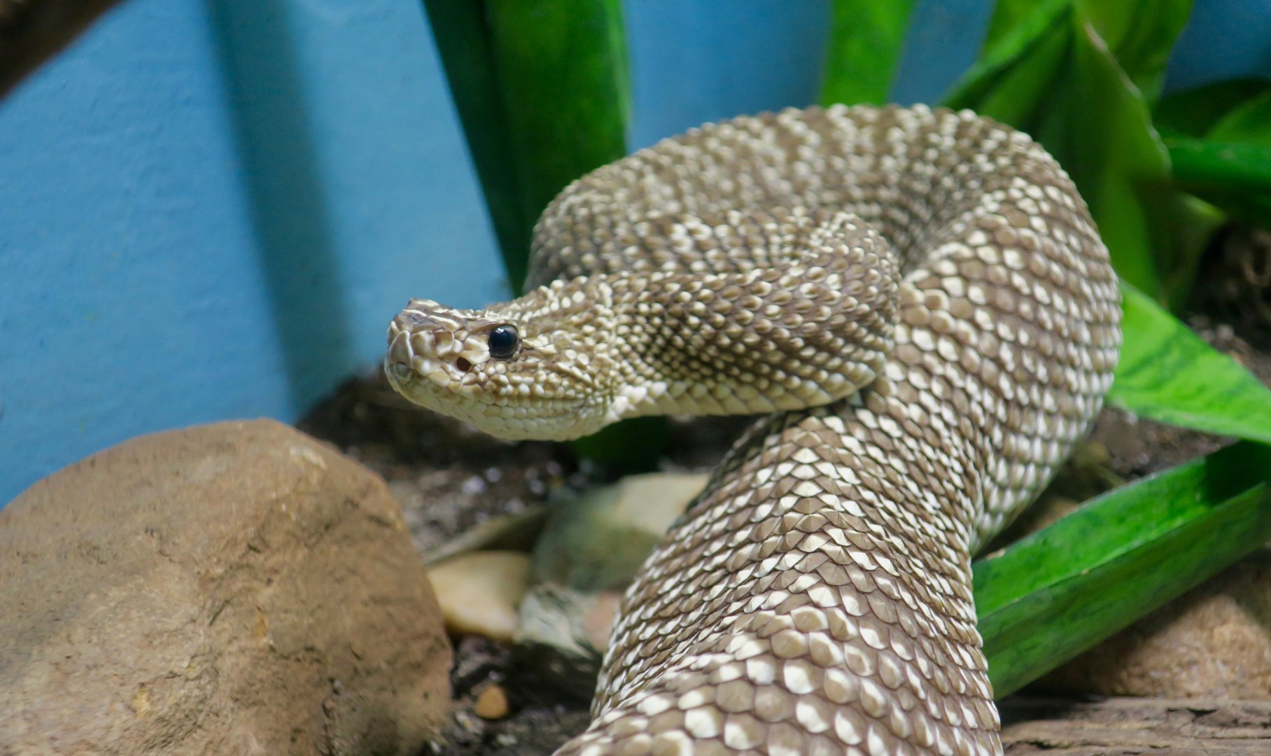 Uracoan Rattlesnake (Crotalus vegrandis)