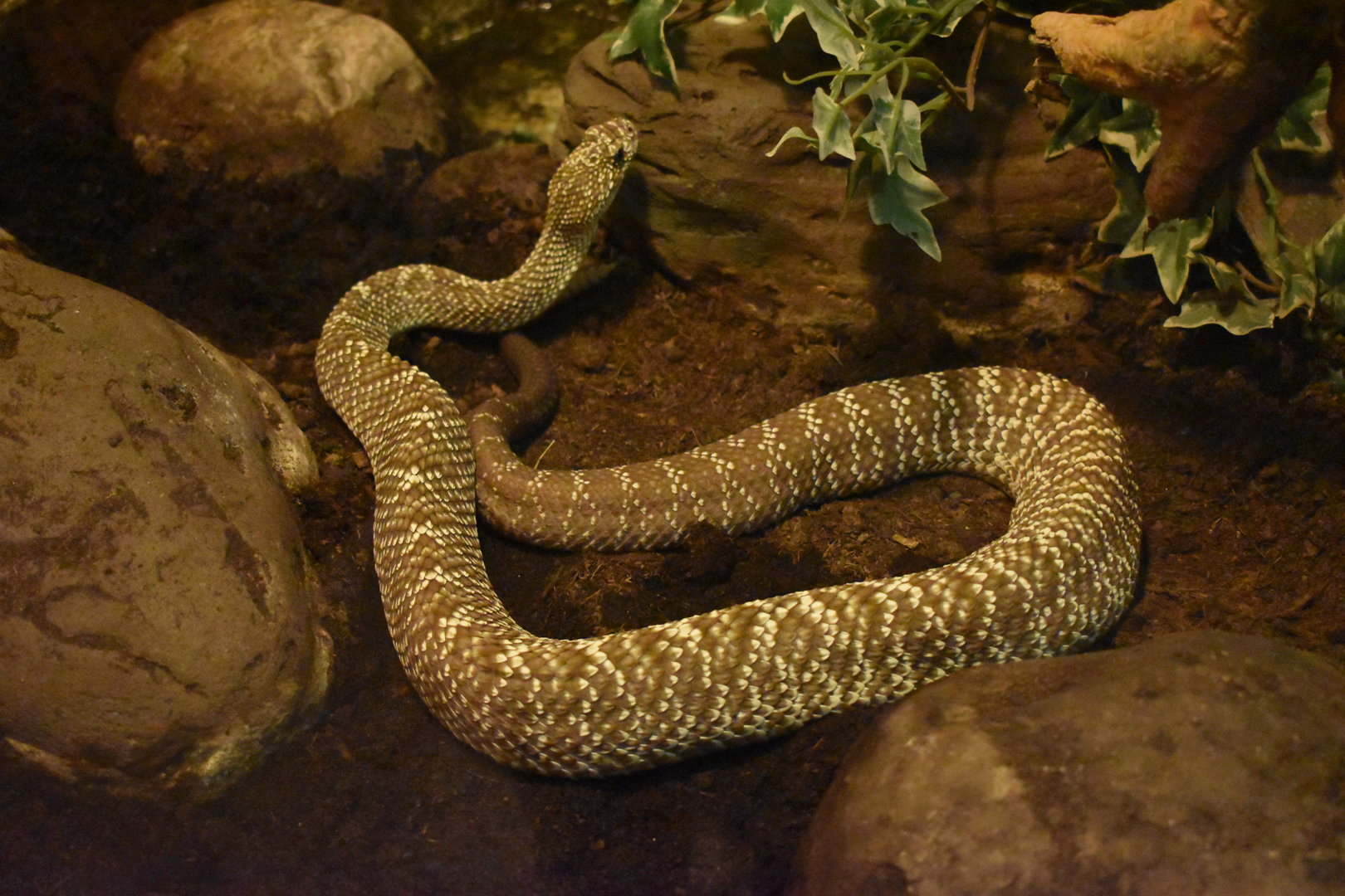 Uracoan rattlesnake (Crotalus vegrandis)