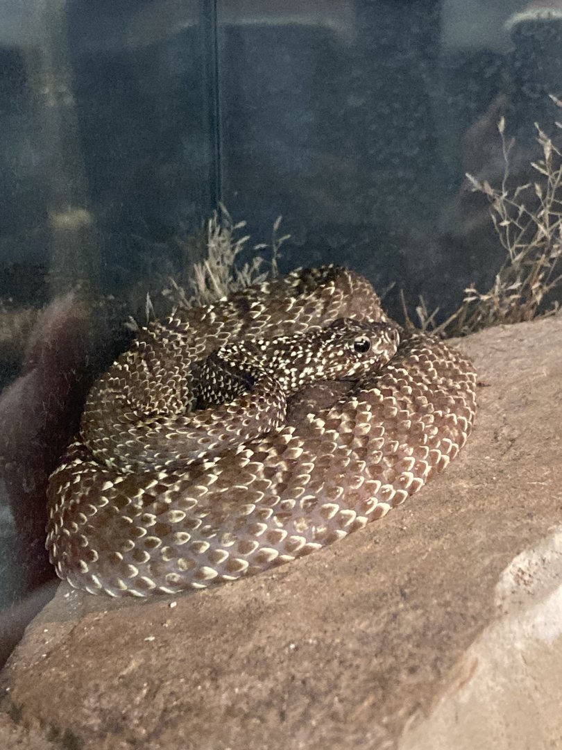 Uracoan Rattlesnake (Crotalus vegrandis)
