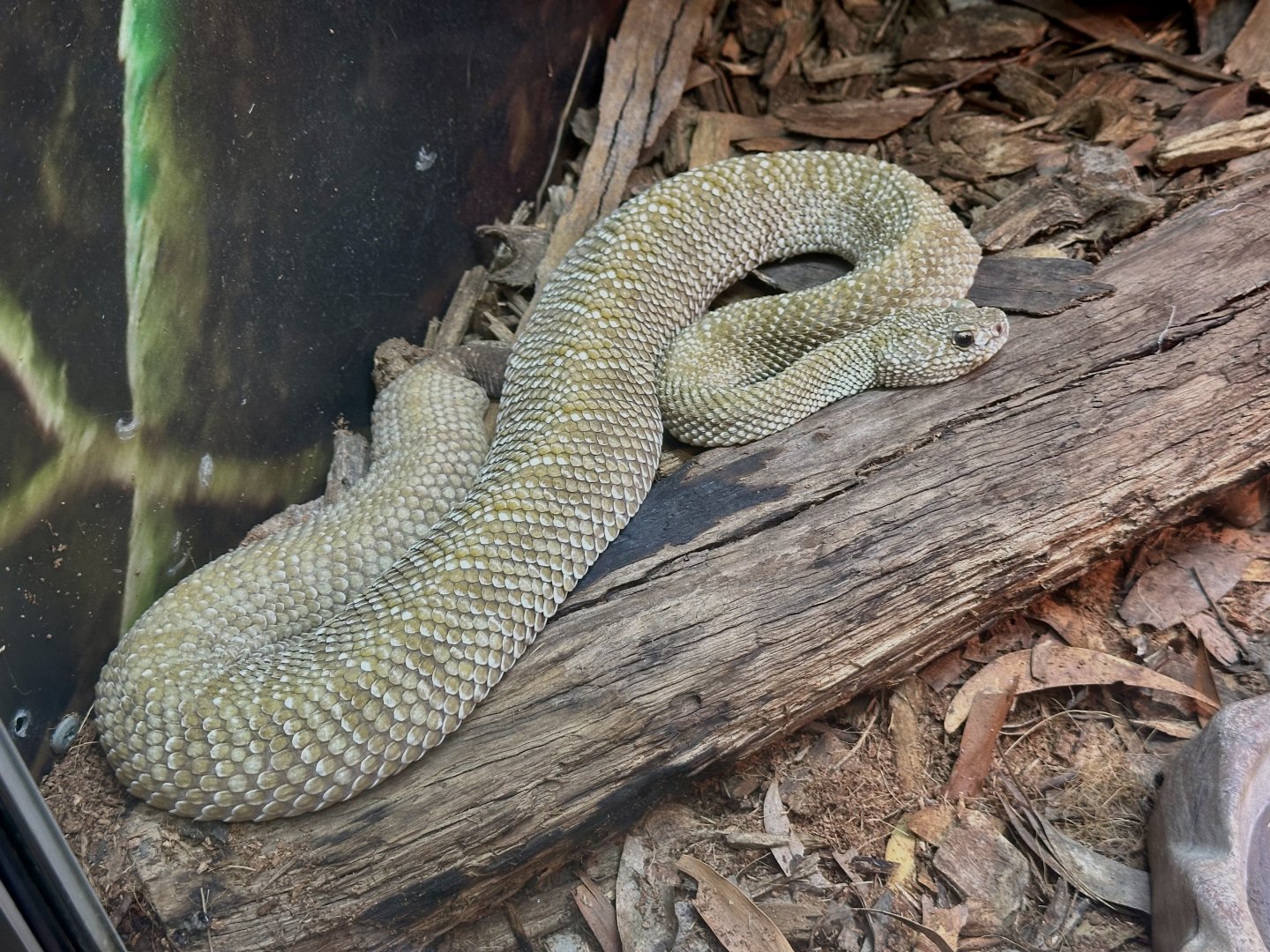 Uracoan rattlesnake (Crotalus vegrandis)