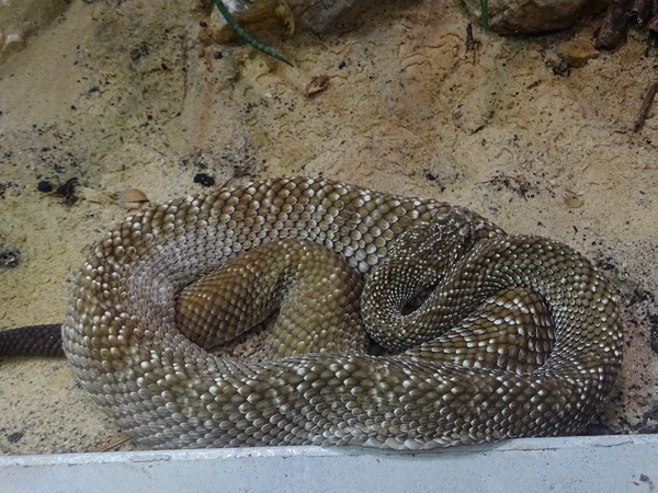 Uracoan rattlesnake (Crotalus vegrandis)