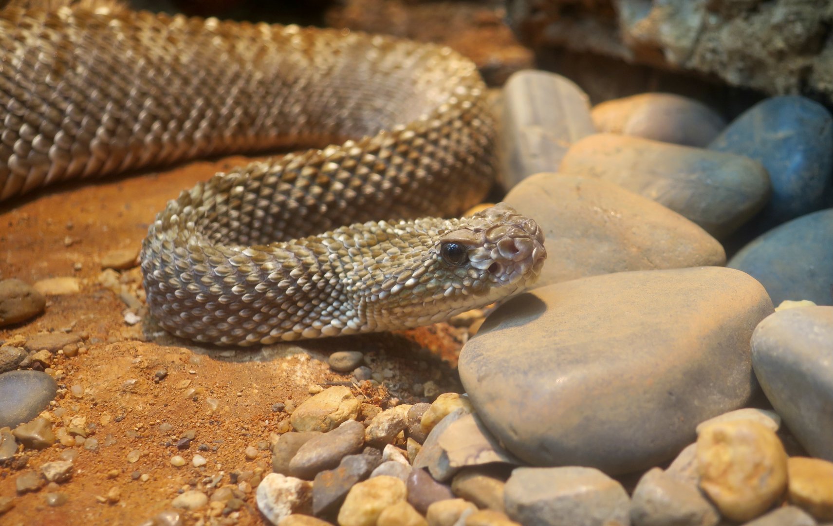 Uracoan Rattlesnake (Crotalus vegrandis)