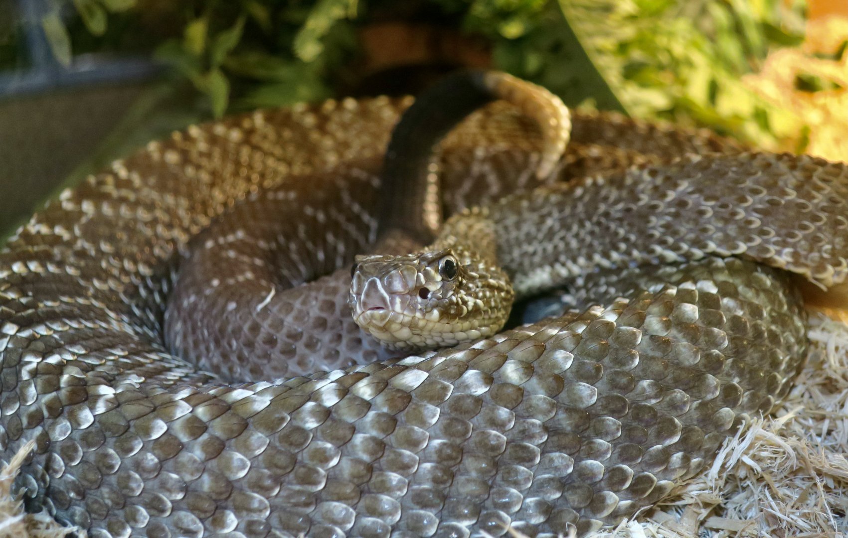Uracoan Rattlesnake (Crotalus vegrandis)