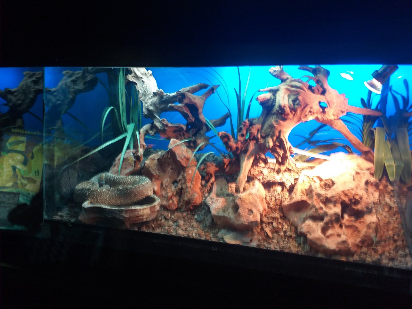 Uracoan rattlesnake exhibit -TerraNatura Benidorm (2021)