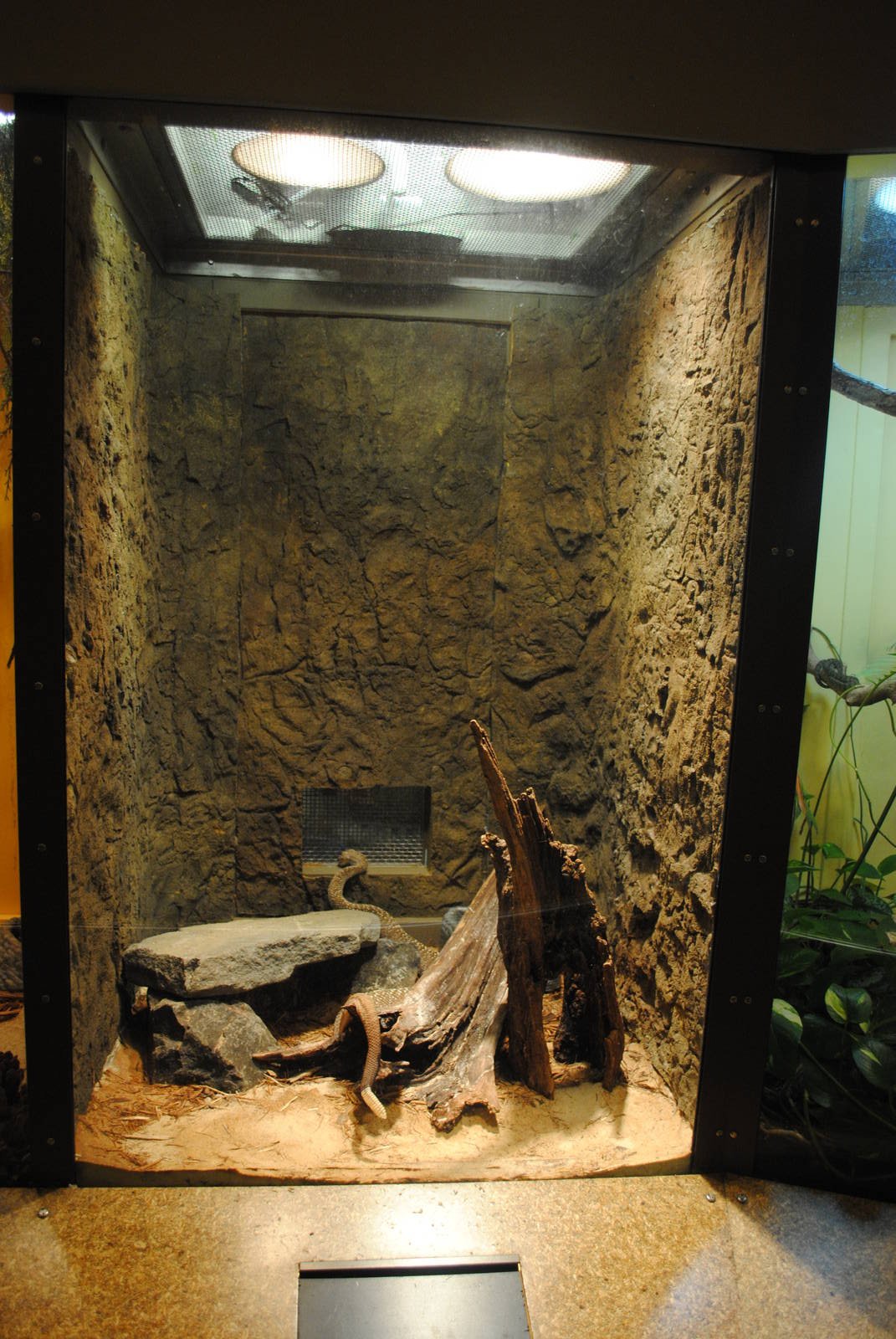 Uracoan Rattlesnake exhibit