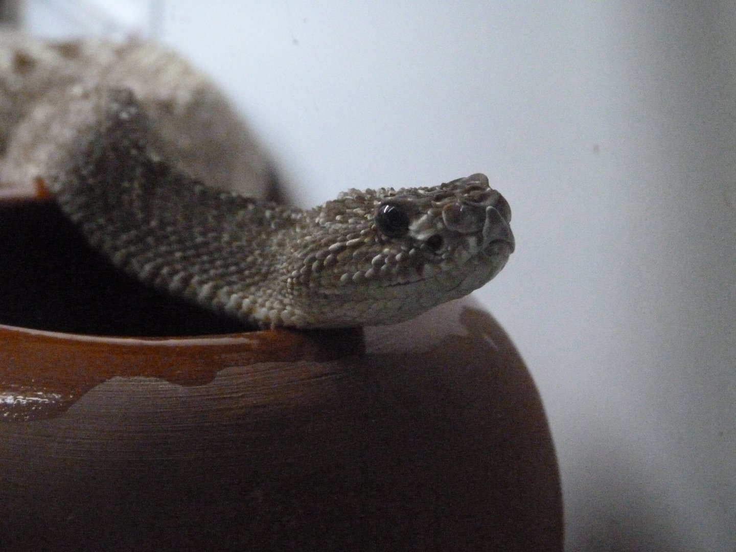 Uracoan rattlesnake -Parque de la Naturaleza de Cabárceno (2025)