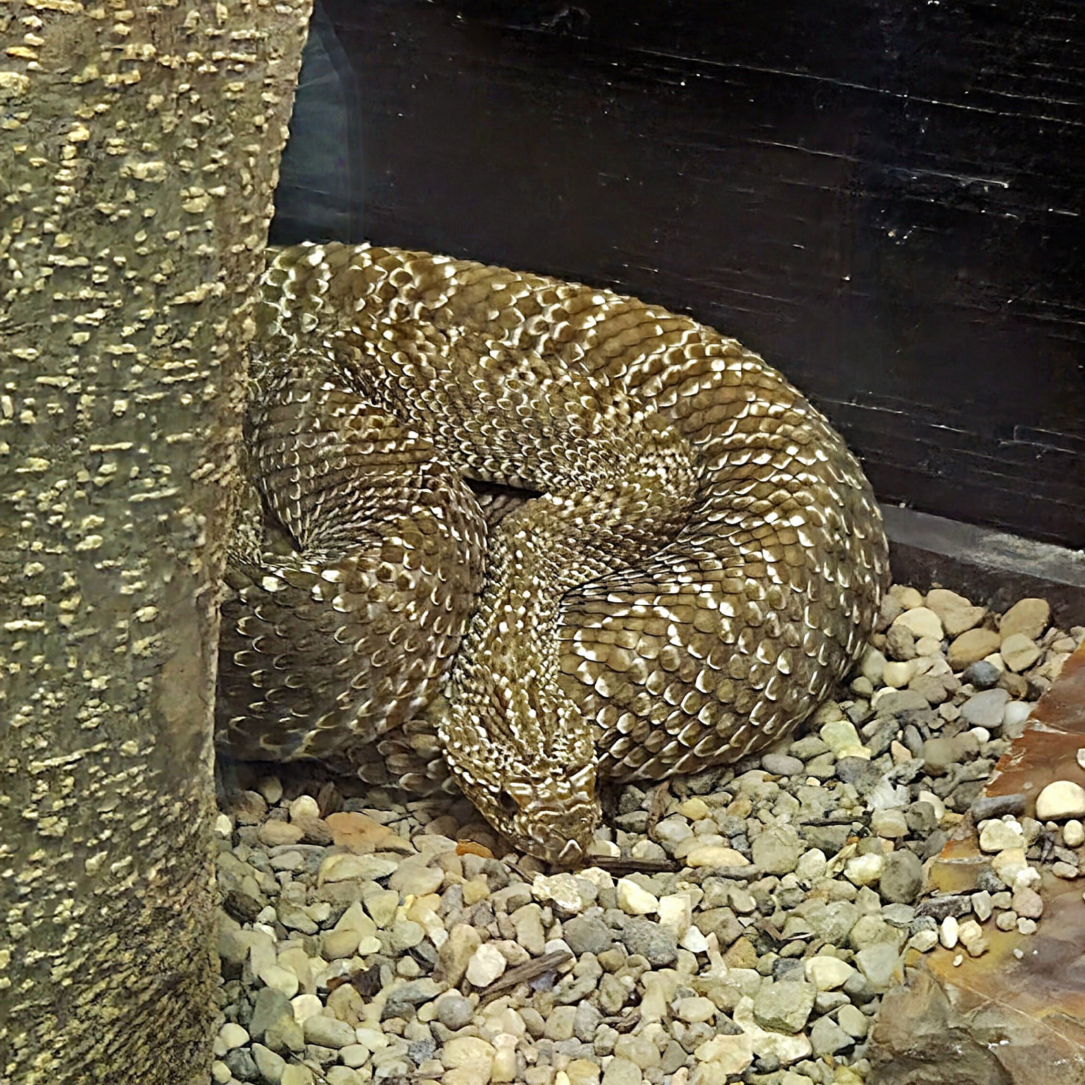 Uracoan Rattlesnake - Reptile Gardens