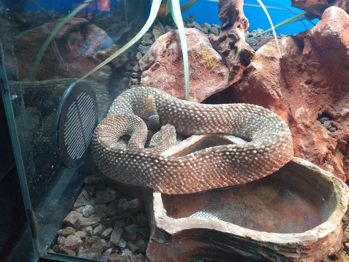 Uracoan rattlesnake -TerraNatura Benidorm (2021)