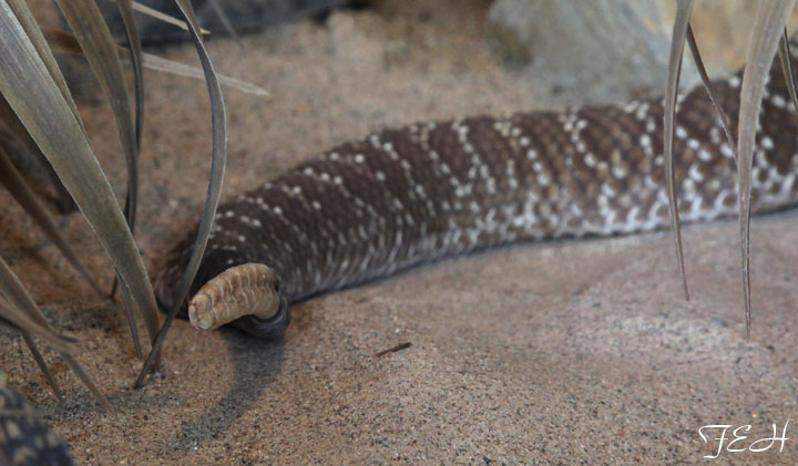 uracoan rattlesnake