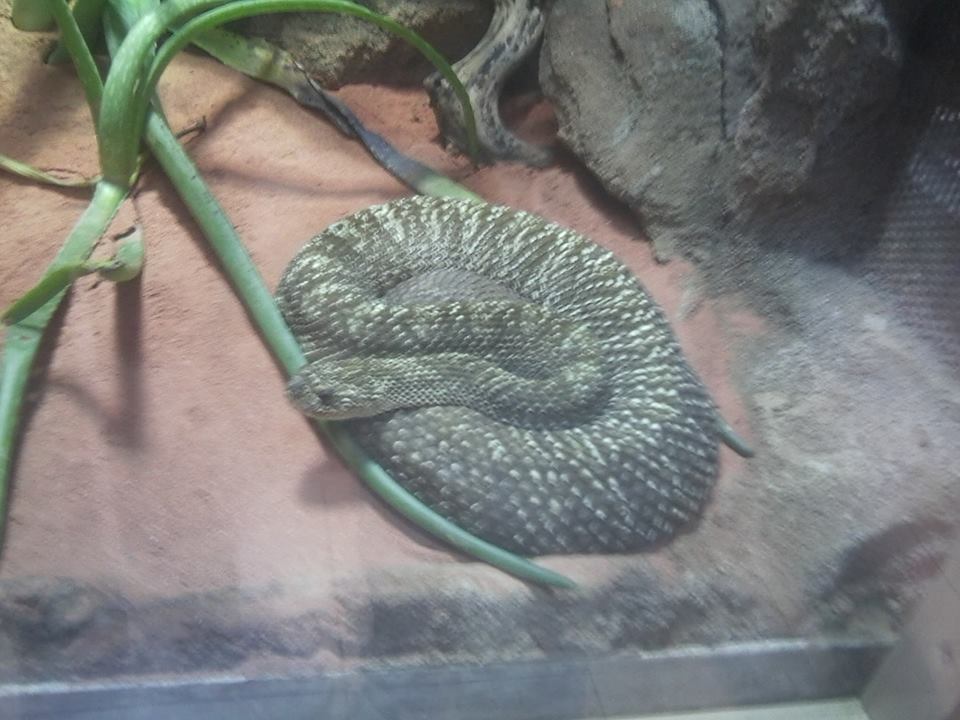 Uracoan rattlesnake