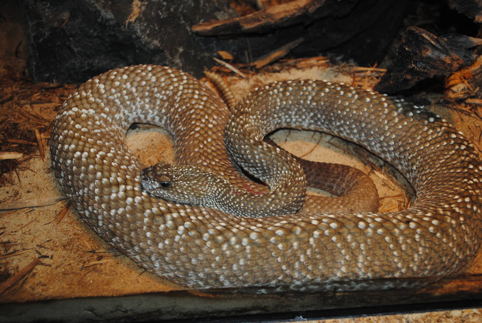 Uracoan Rattlesnake