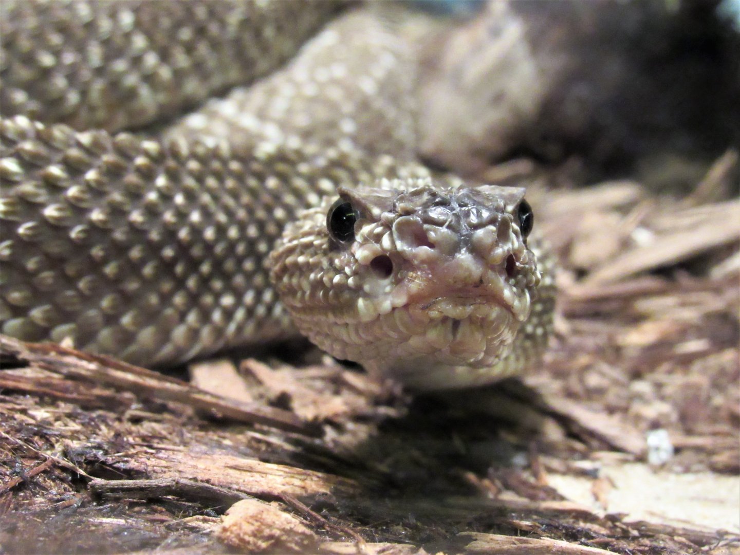 Uracoan rattlesnake
