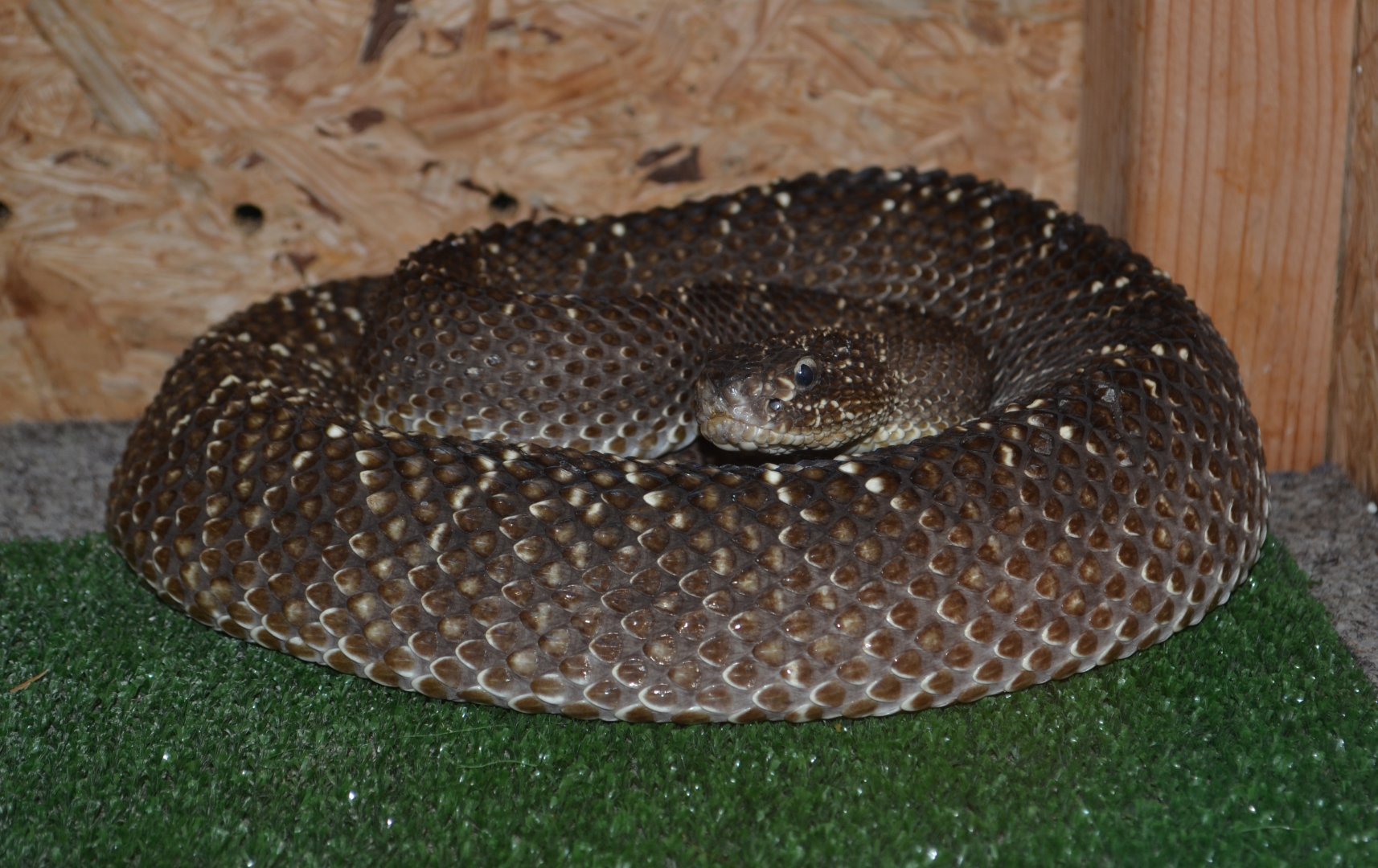 Uracoan rattlesnake