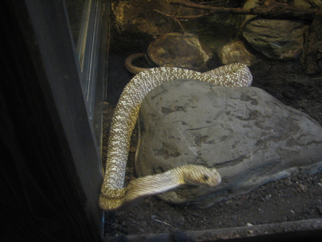 Uracoan rattlesnake