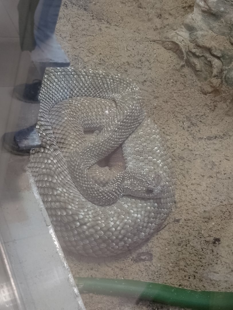 Uracoan rattlesnake