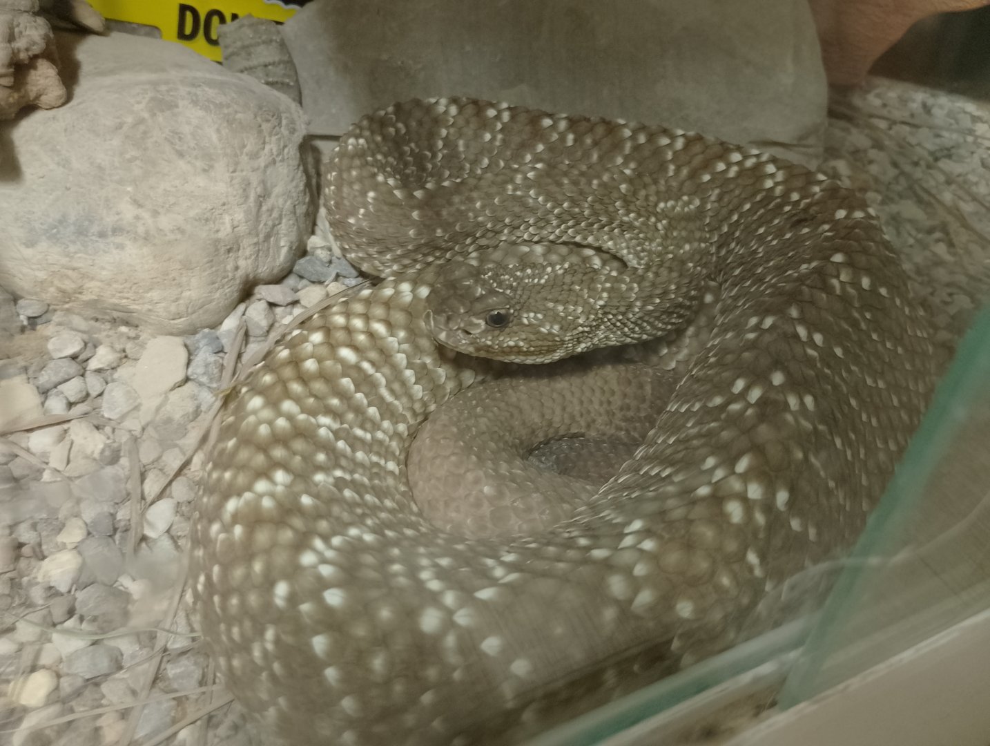 Uracoan rattlesnake