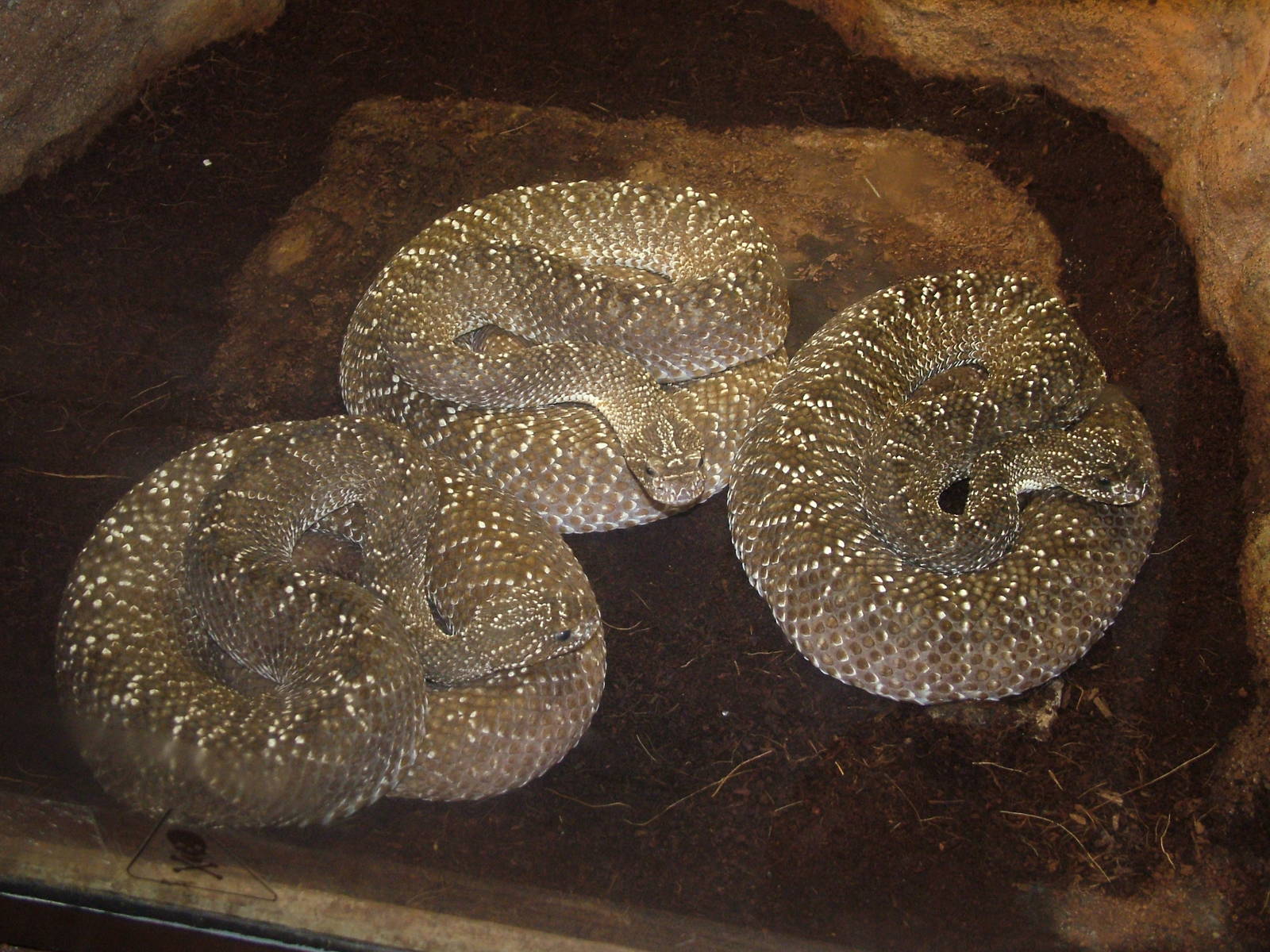 Uracoan Rattlesnakes at Jihlava, 31/05/10