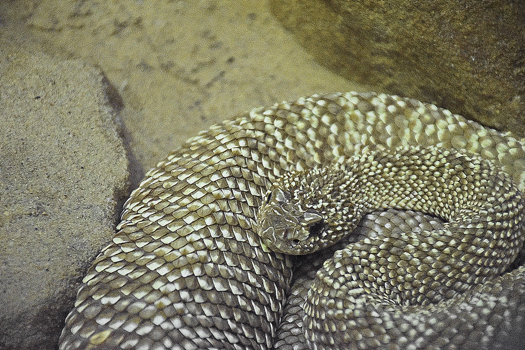 uracon rattlesnake