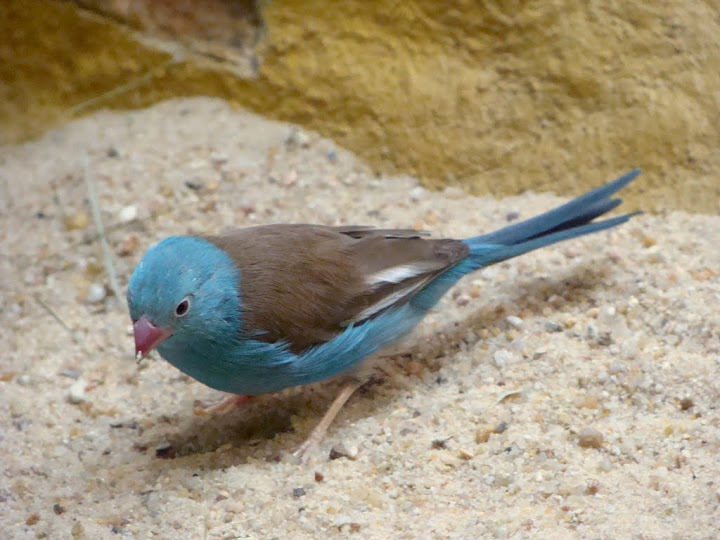 Uraeginthus cyanocephalus