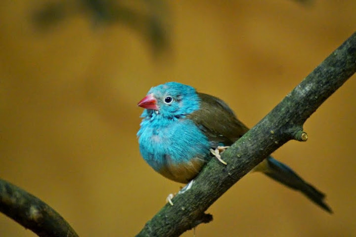 Uraeginthus cyanocephalus