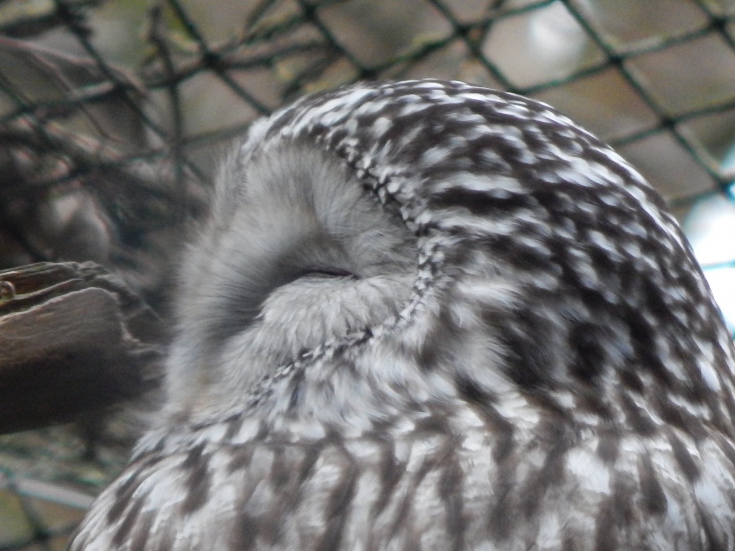 Ural owl 050224