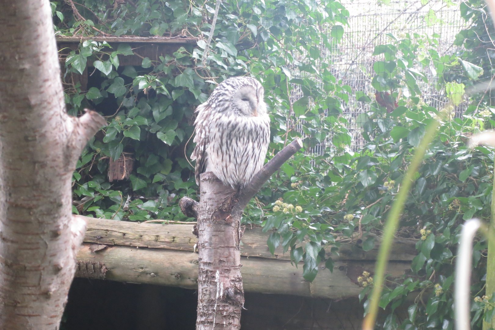 Ural owl 081018
