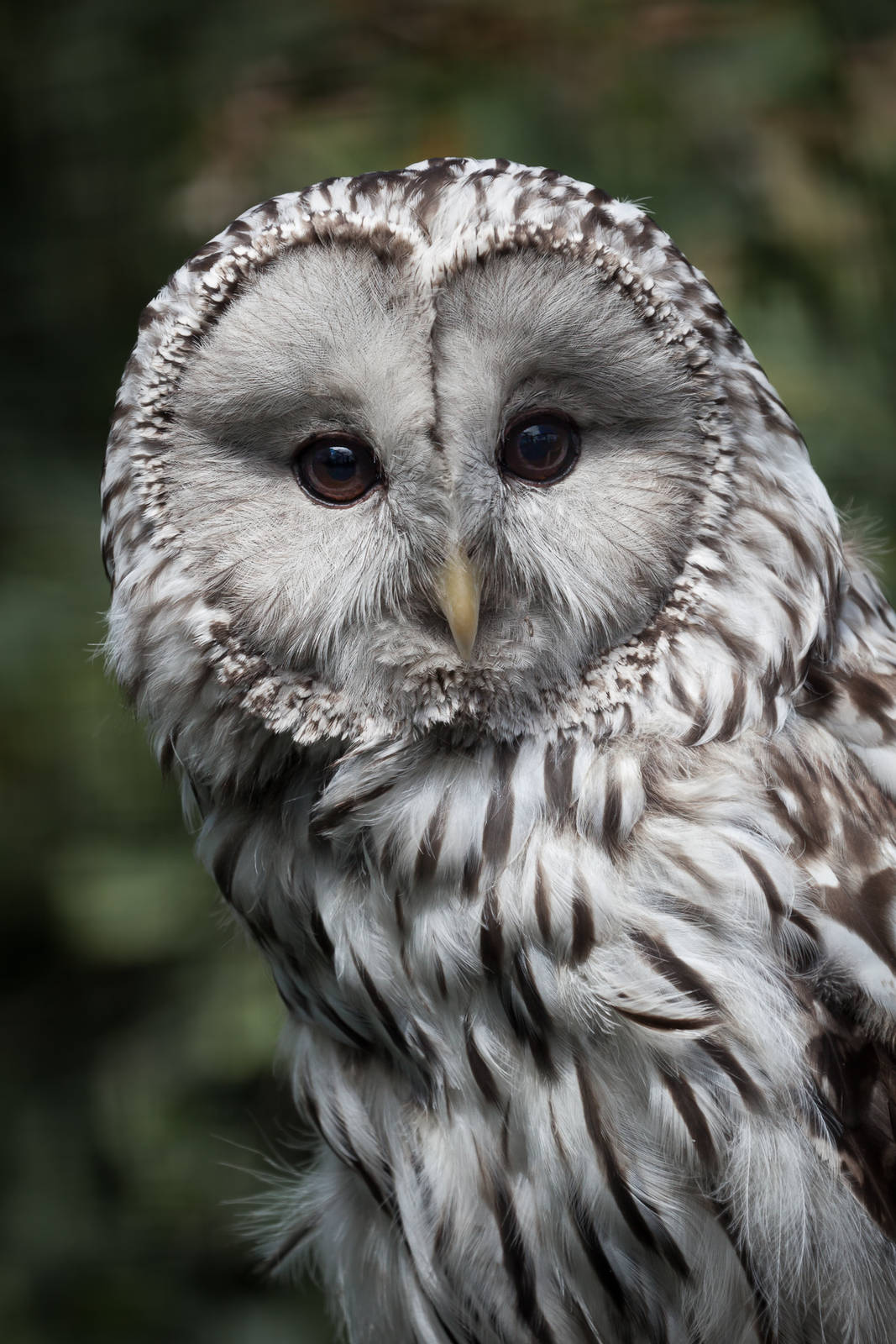 Ural Owl - 10/07/2015