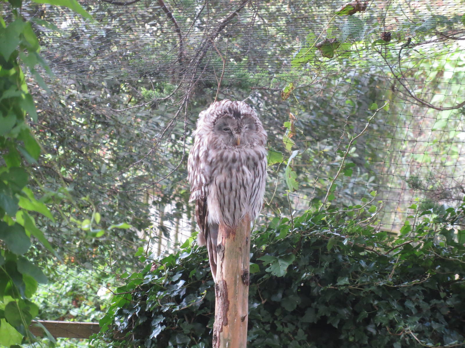 Ural Owl 170916