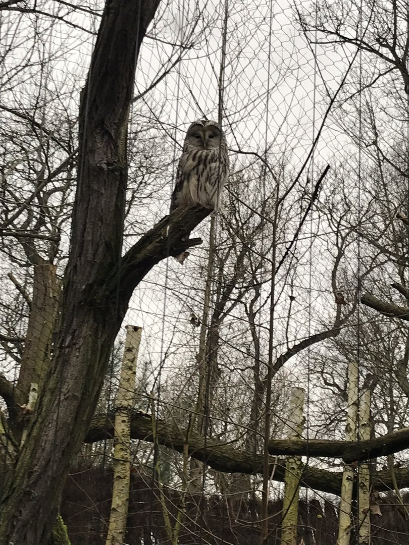 Ural owl 280118