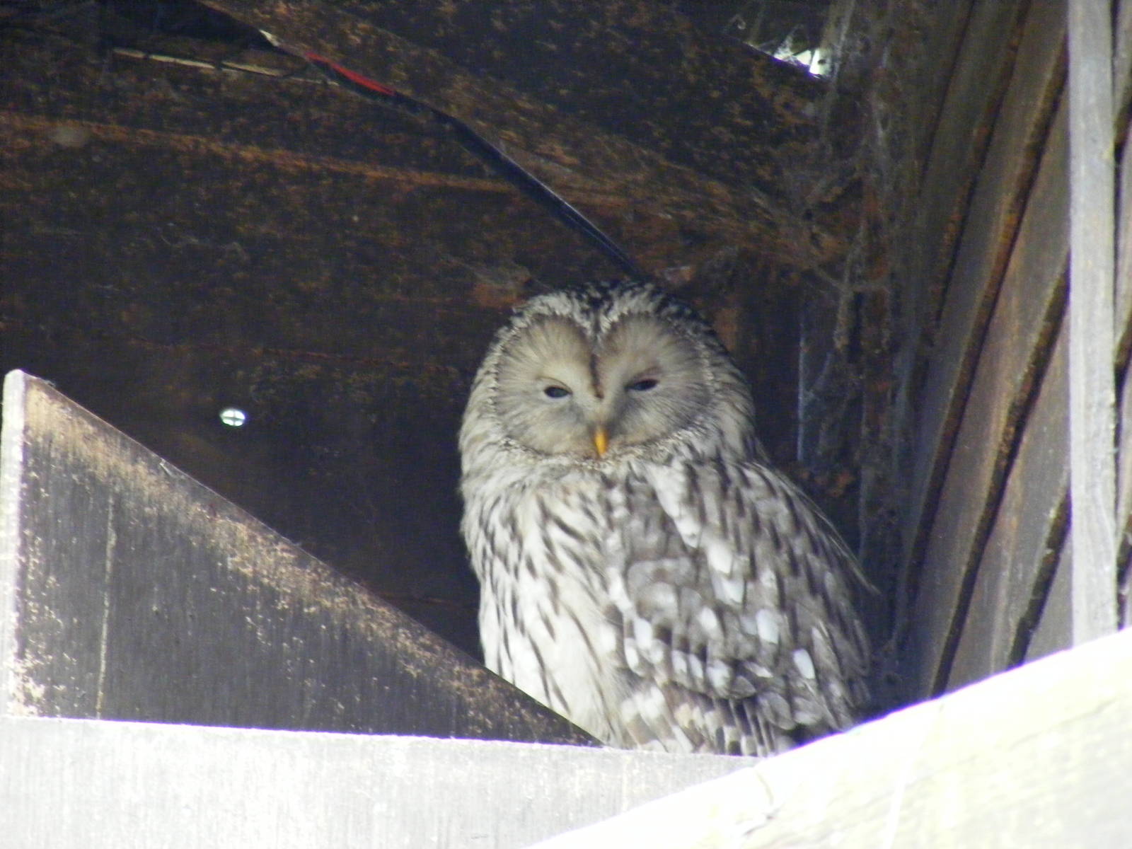 Ural owl at Beale Park, 13th March 2010